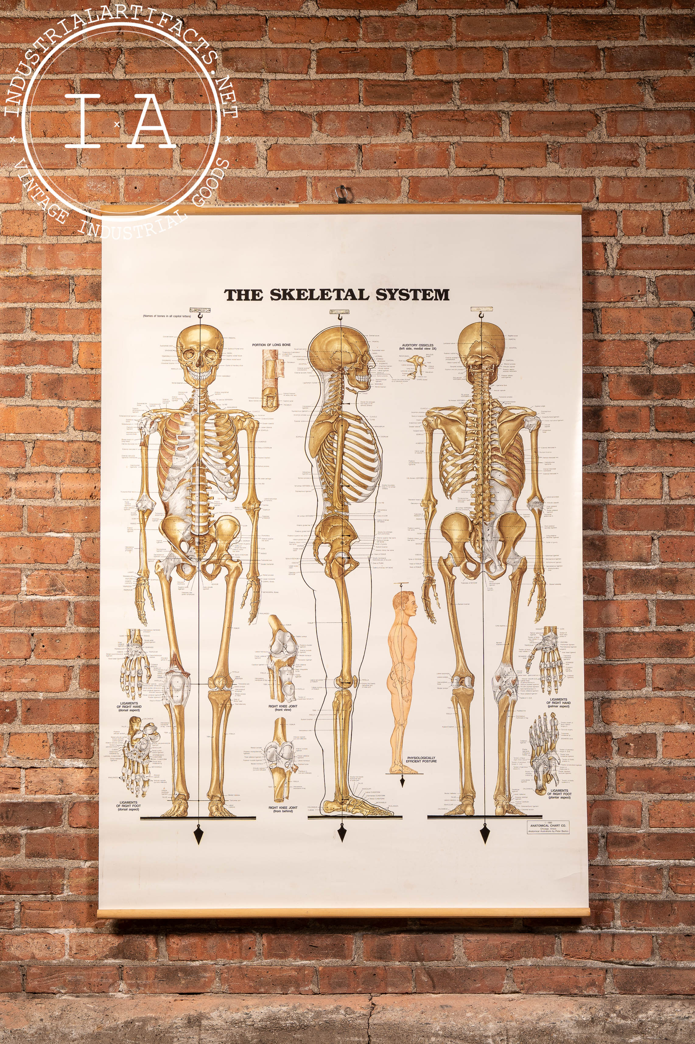 Vintage Anatomical Pull-Down Chart by Anatomical Chart Co