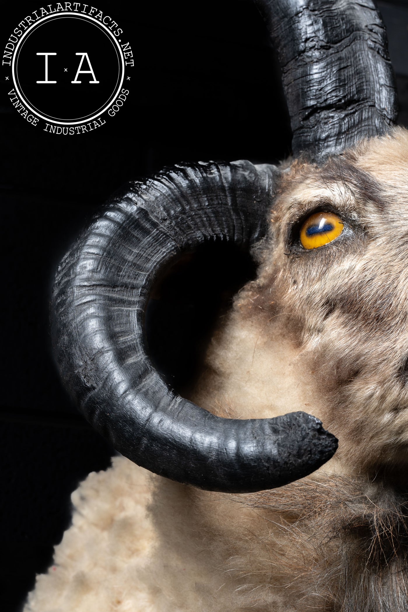 The Jacob Four-Horned Sheep Shoulder Mount Taxidermy