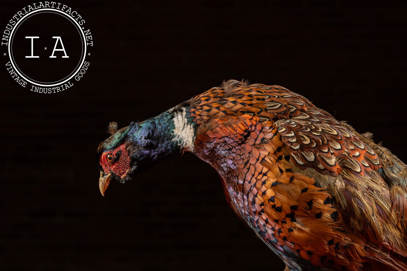 Vintage Ring-Necked Pheasant Taxidermy Mount