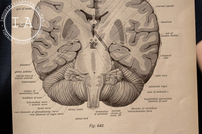 Antique Print Brain Diagram