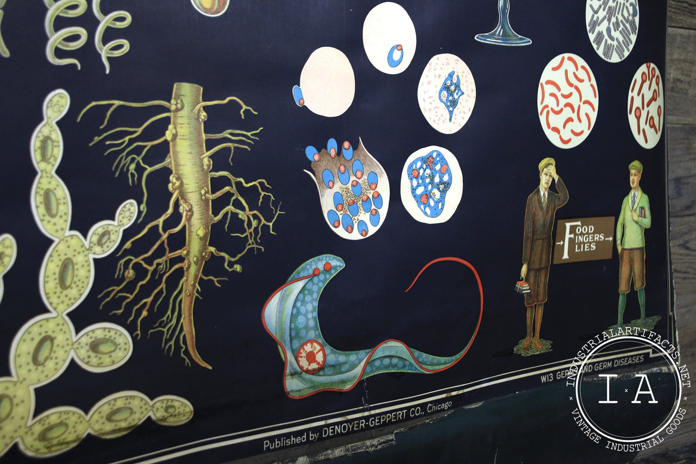Early 1900s Biological Diagram Pulldown Screen