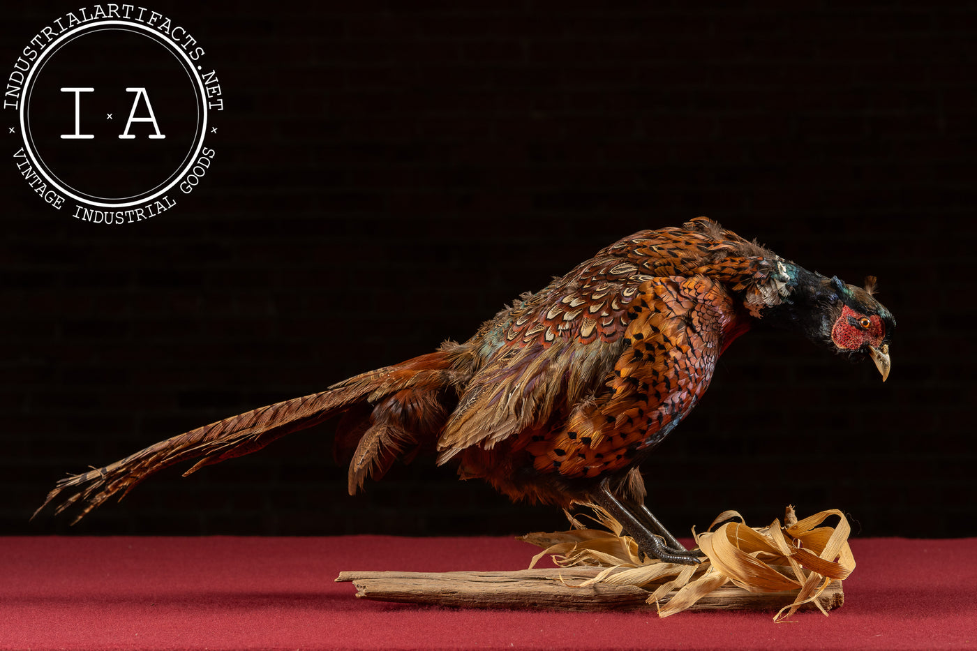 Vintage Ring-Necked Pheasant Taxidermy Mount