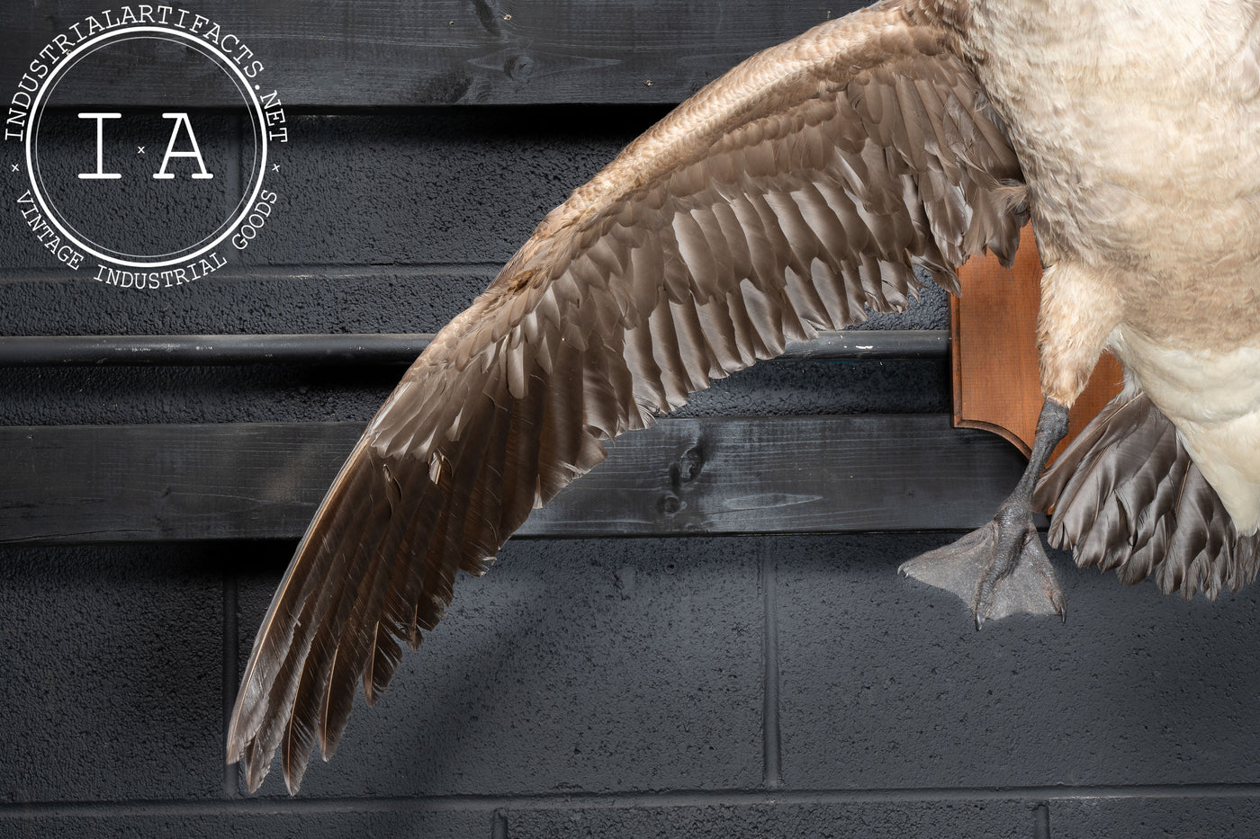 Canada Goose Taxidermy Full-Body Mount