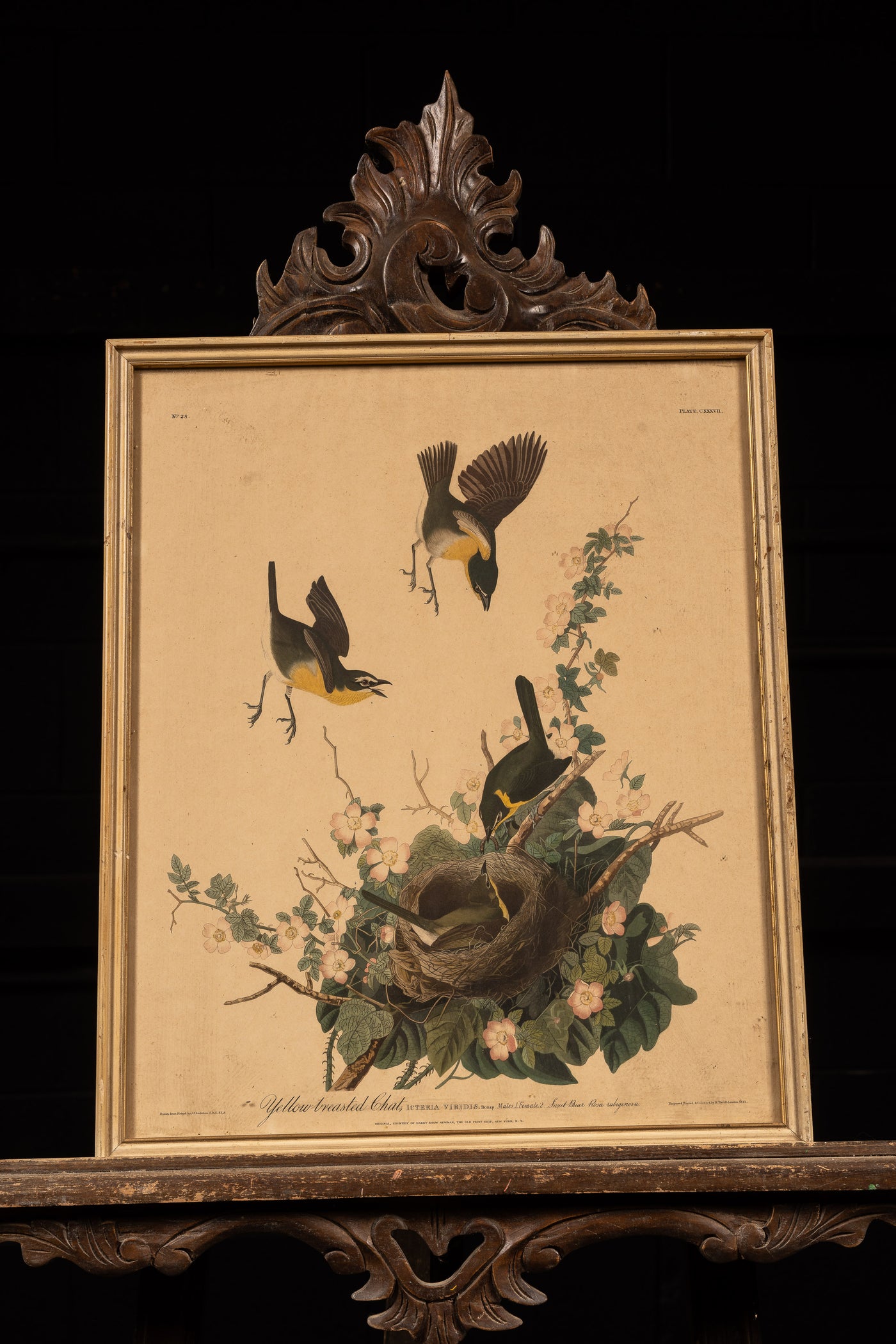 Vintage Yellow-Breasted Chat Litho Print