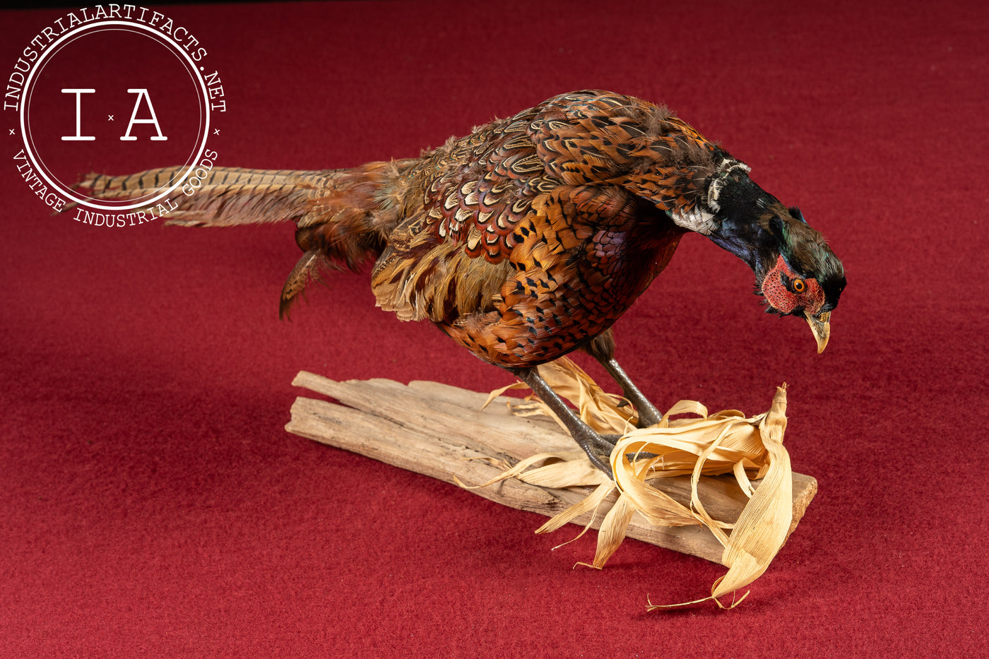Vintage Ring-Necked Pheasant Taxidermy Mount