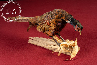 Vintage Ring-Necked Pheasant Taxidermy Mount