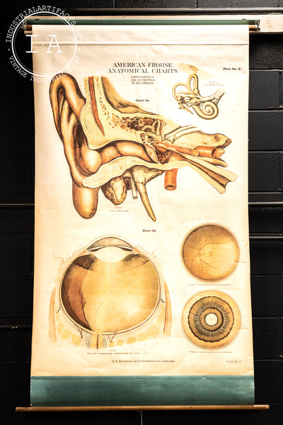 c. 1918 American Frohse Anatomical Chart