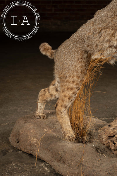 Vintage Taxidermy Bobcat with Quail Mount