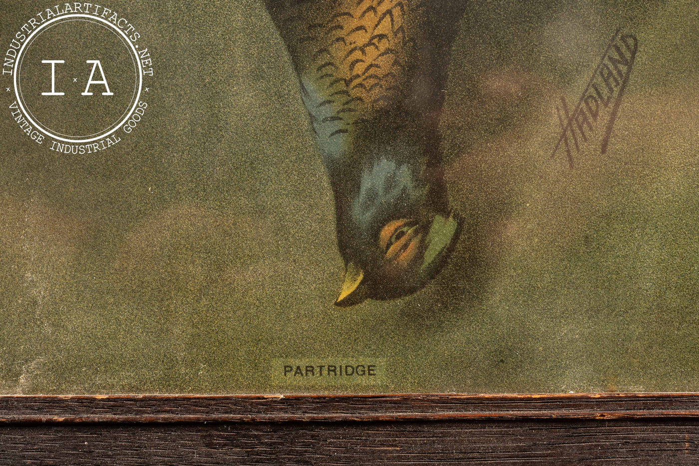Antique “Partridge” Still Life Lithograph by Hadland