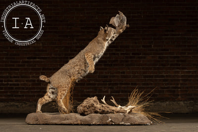 Vintage Taxidermy Bobcat with Quail Mount