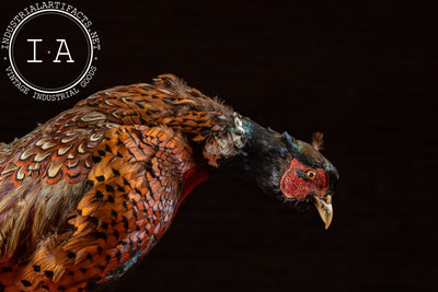 Vintage Ring-Necked Pheasant Taxidermy Mount