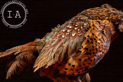 Vintage Ring-Necked Pheasant Taxidermy Mount
