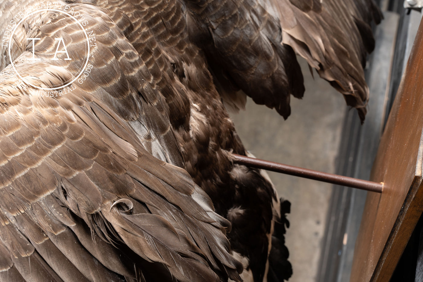 Canada Goose Taxidermy Full-Body Mount