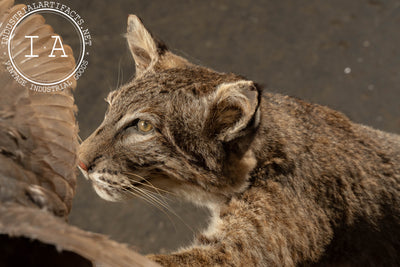 Vintage Taxidermy Bobcat with Quail Mount