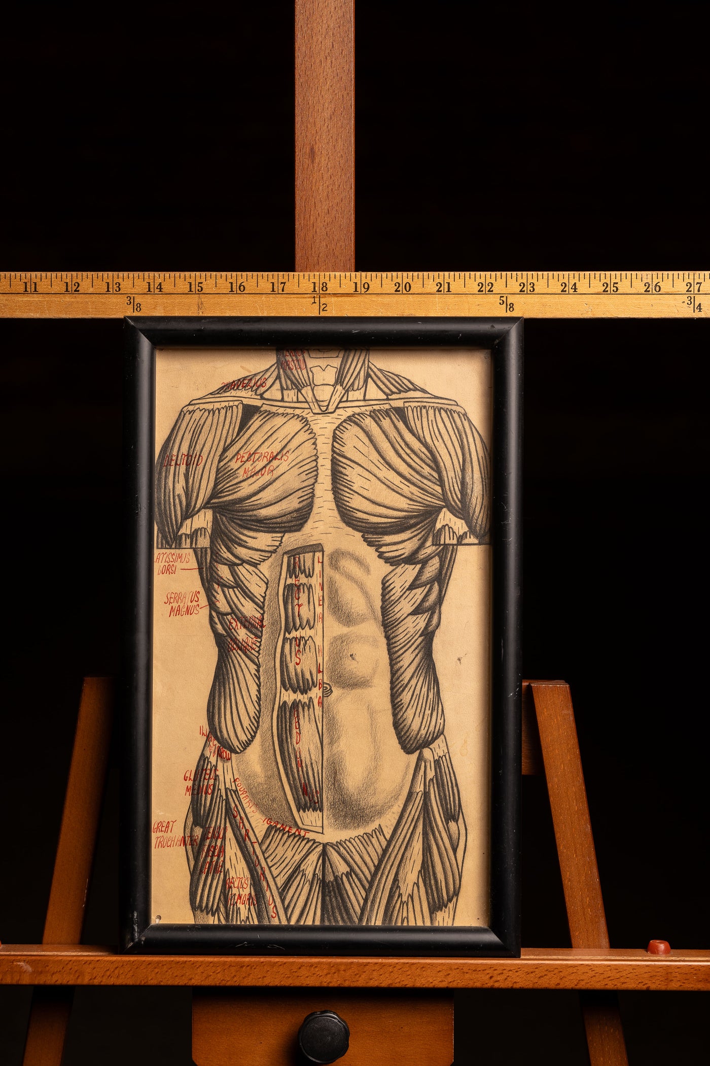 Muscle Study Front Anatomical Muscle Study Drawing - Front Profile, Torso – Industrial ...