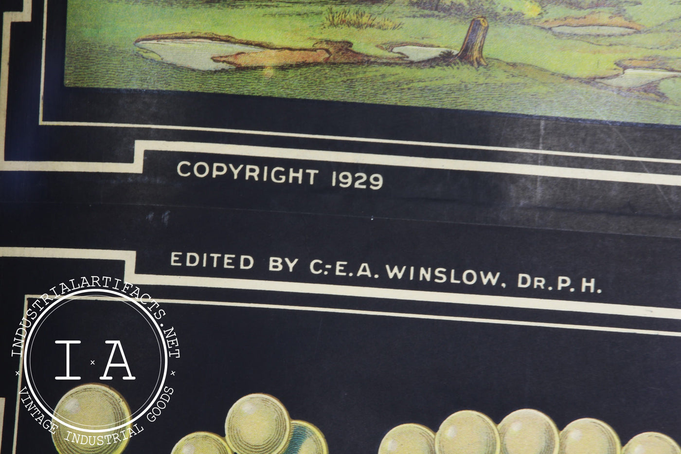 Early 1900s Biological Diagram Pulldown Screen