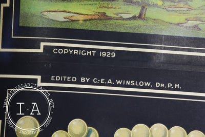 Early 1900s Biological Diagram Pulldown Screen