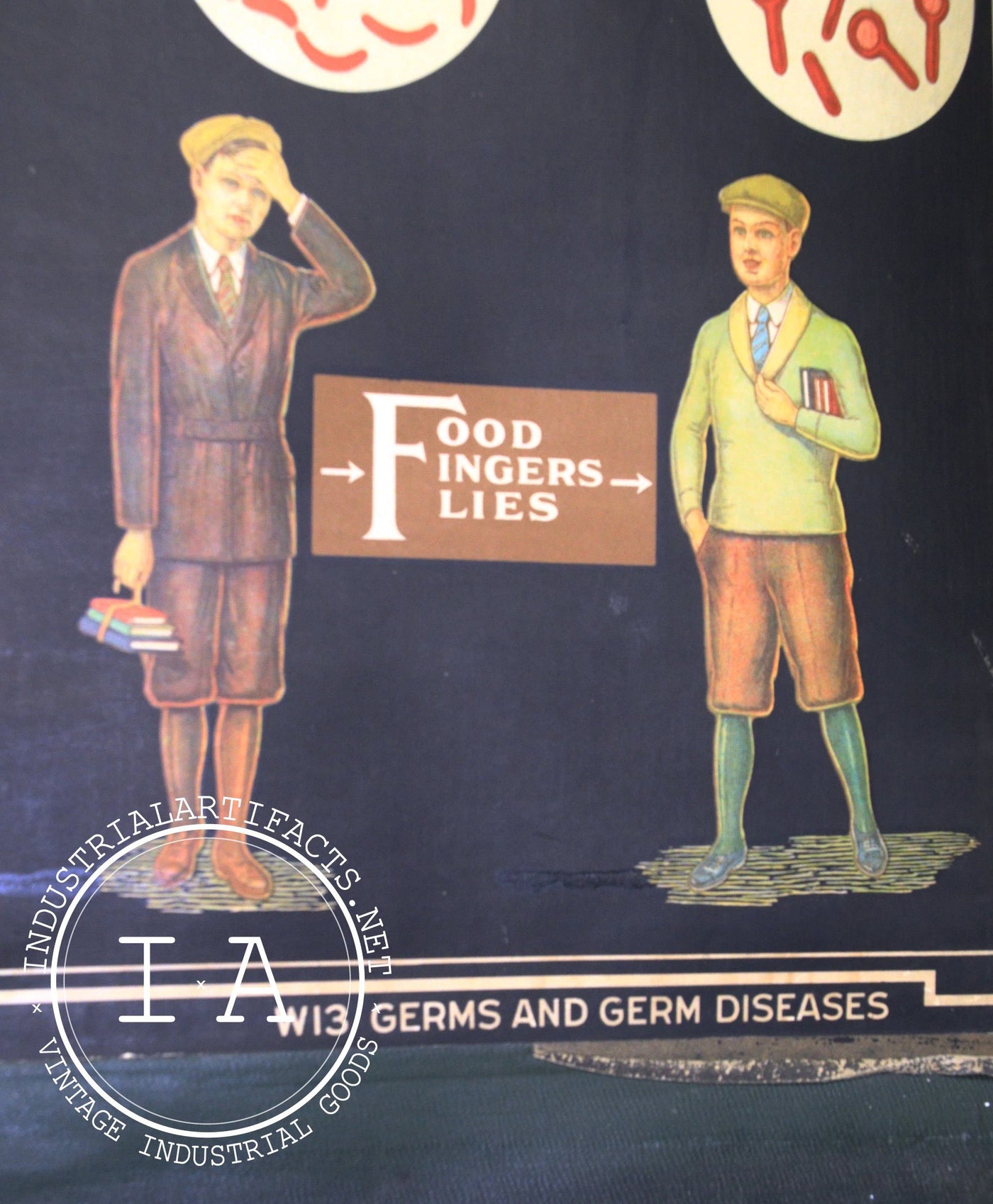 Early 1900s Biological Diagram Pulldown Screen