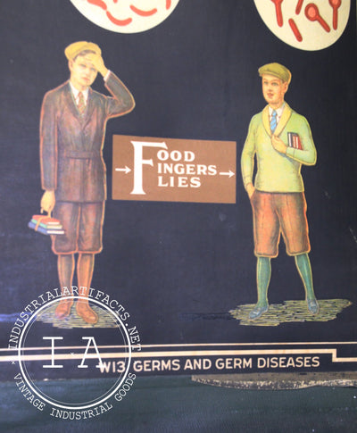 Early 1900s Biological Diagram Pulldown Screen
