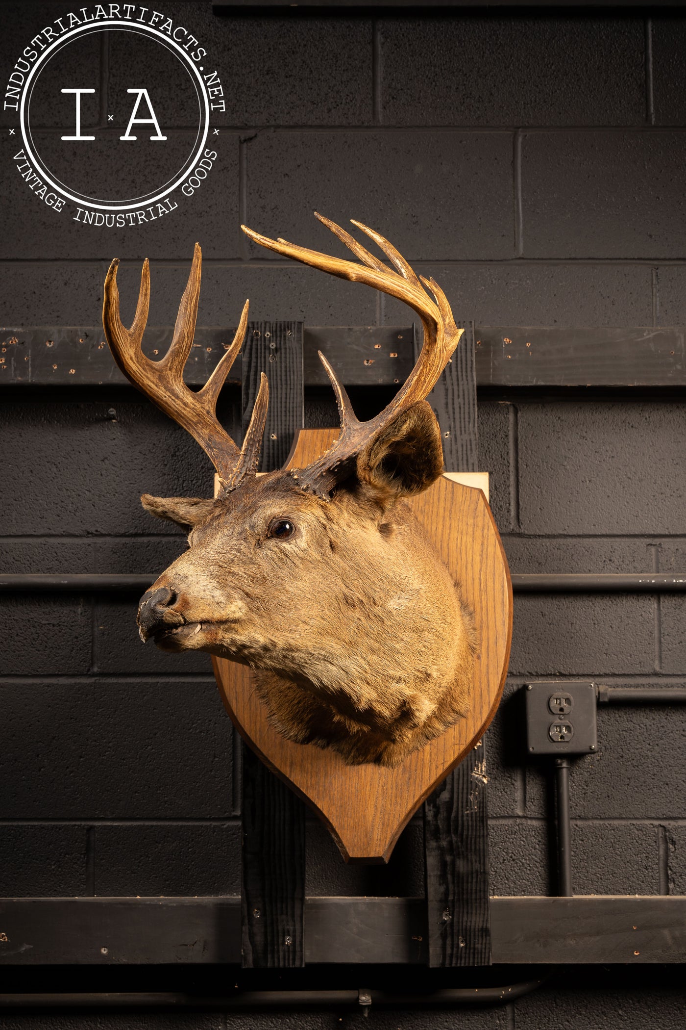 12-Point Buck Deer Trophy