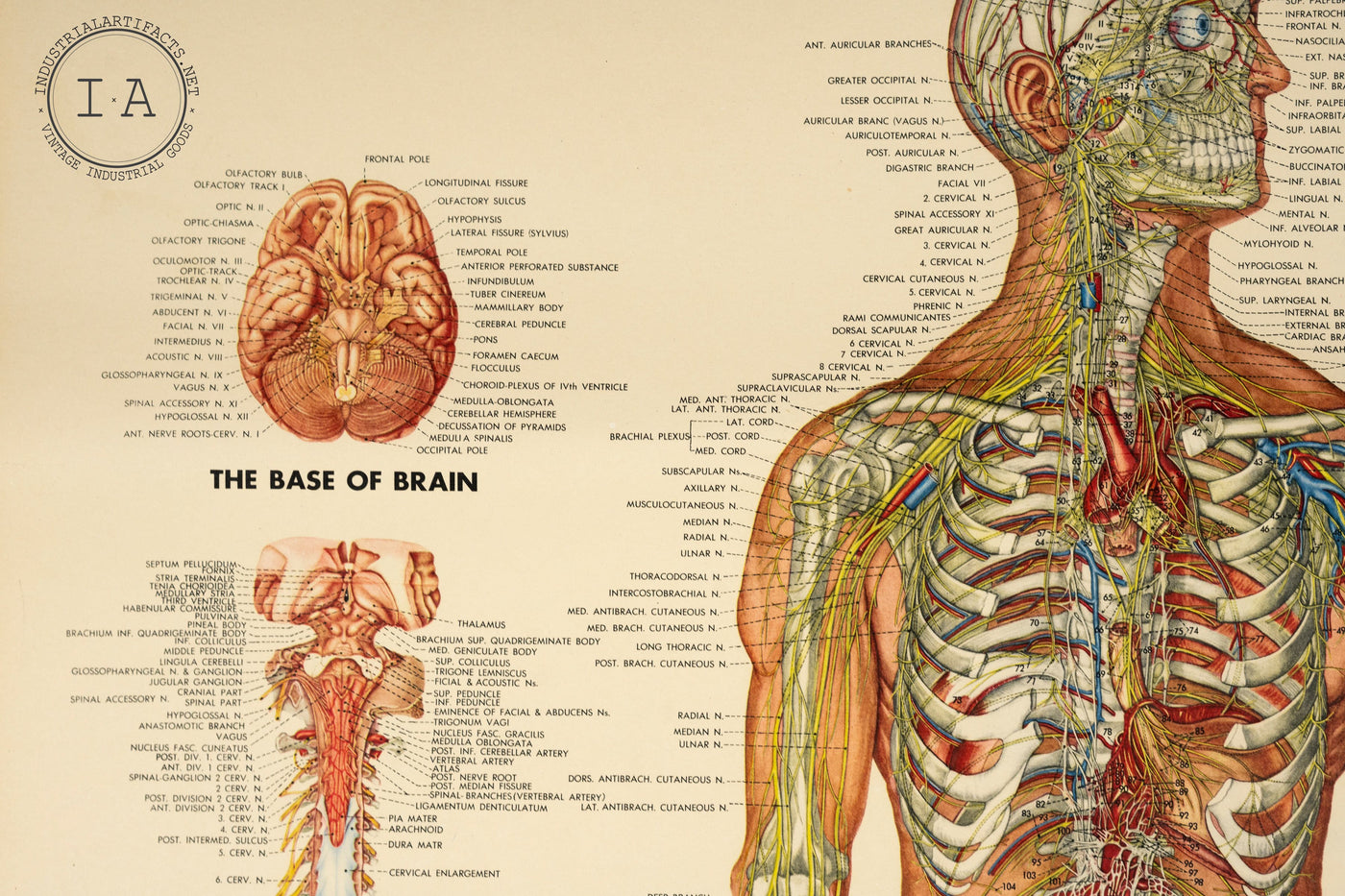 1949 Peter Bachin Male Anatomy Nervous System Chart