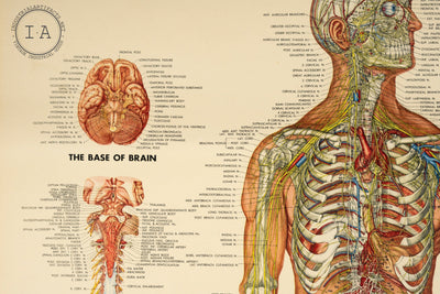 1949 Peter Bachin Male Anatomy Nervous System Chart