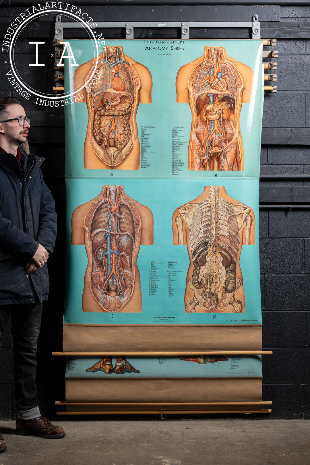 Vintage Chart Rack with Four Denoyer-Geppert Anatomy Charts