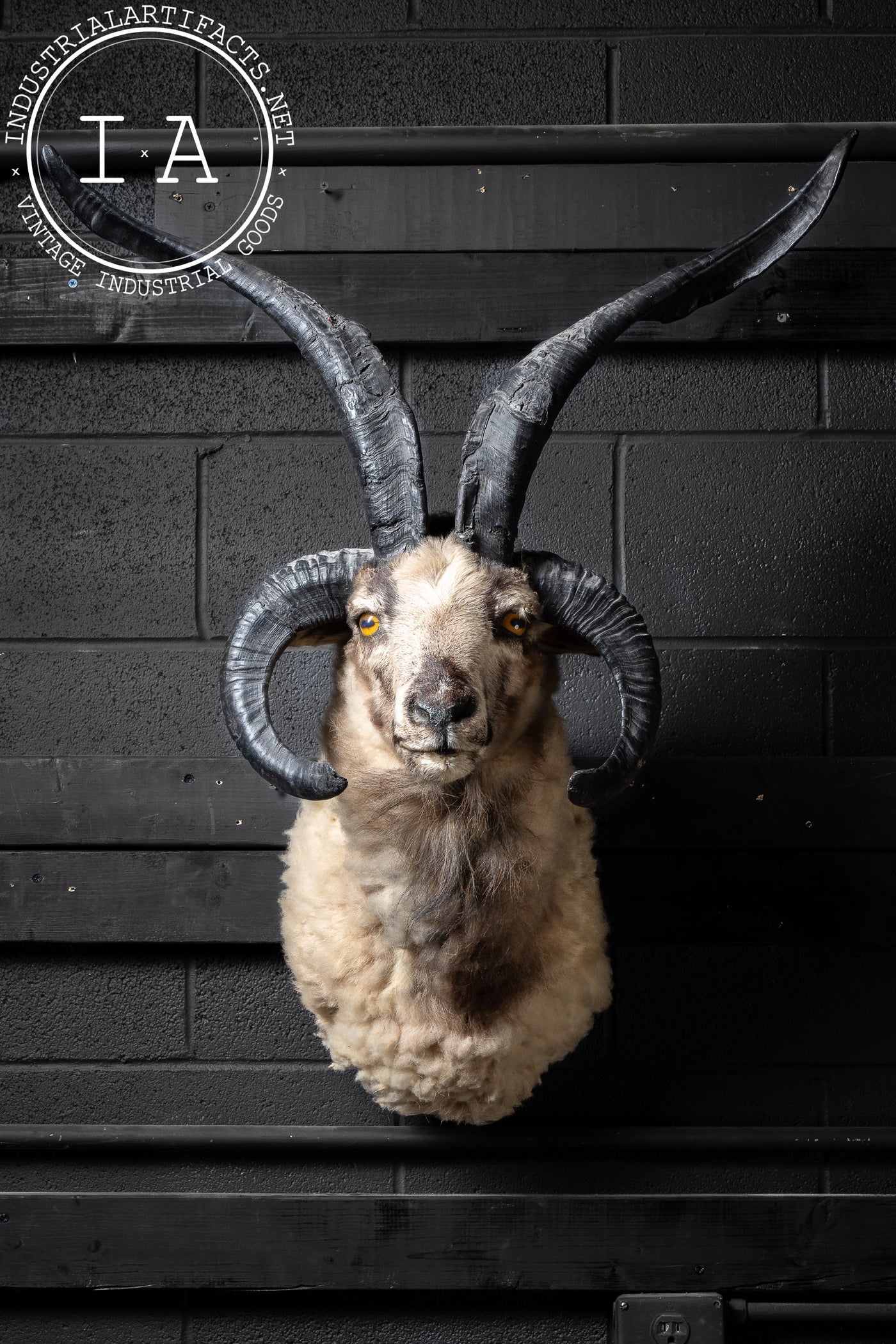 The Jacob Four-Horned Sheep Shoulder Mount Taxidermy