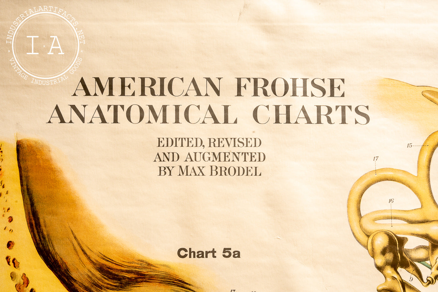 c. 1918 American Frohse Anatomical Chart
