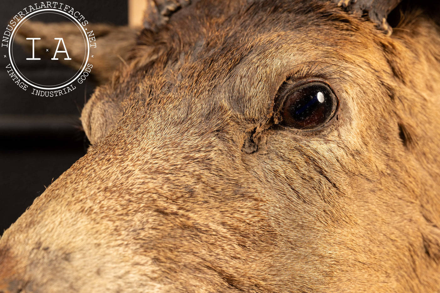 12-Point Buck Deer Trophy