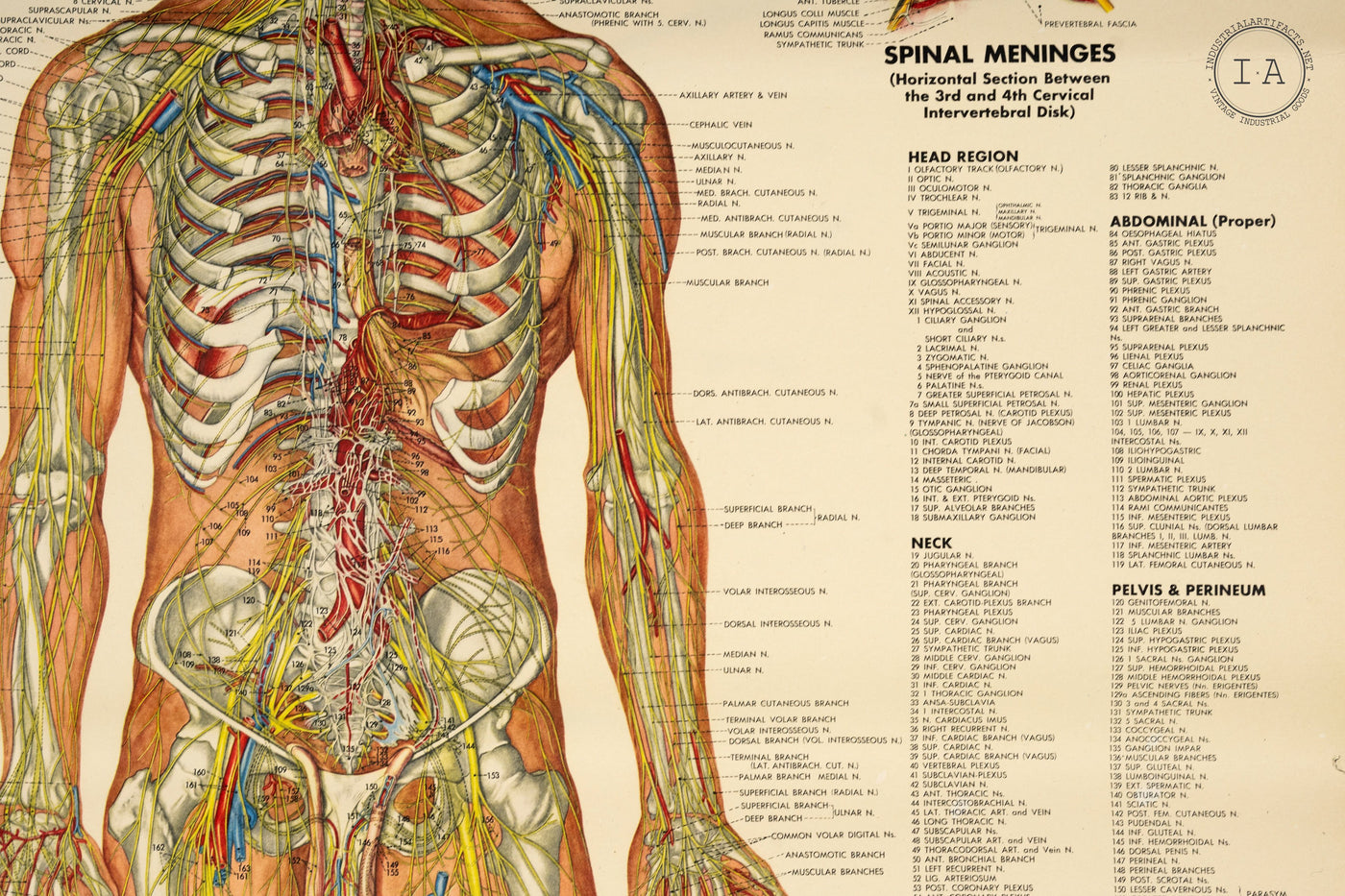 1949 Peter Bachin Male Anatomy Nervous System Chart