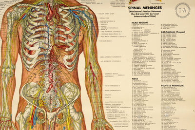 1949 Peter Bachin Male Anatomy Nervous System Chart