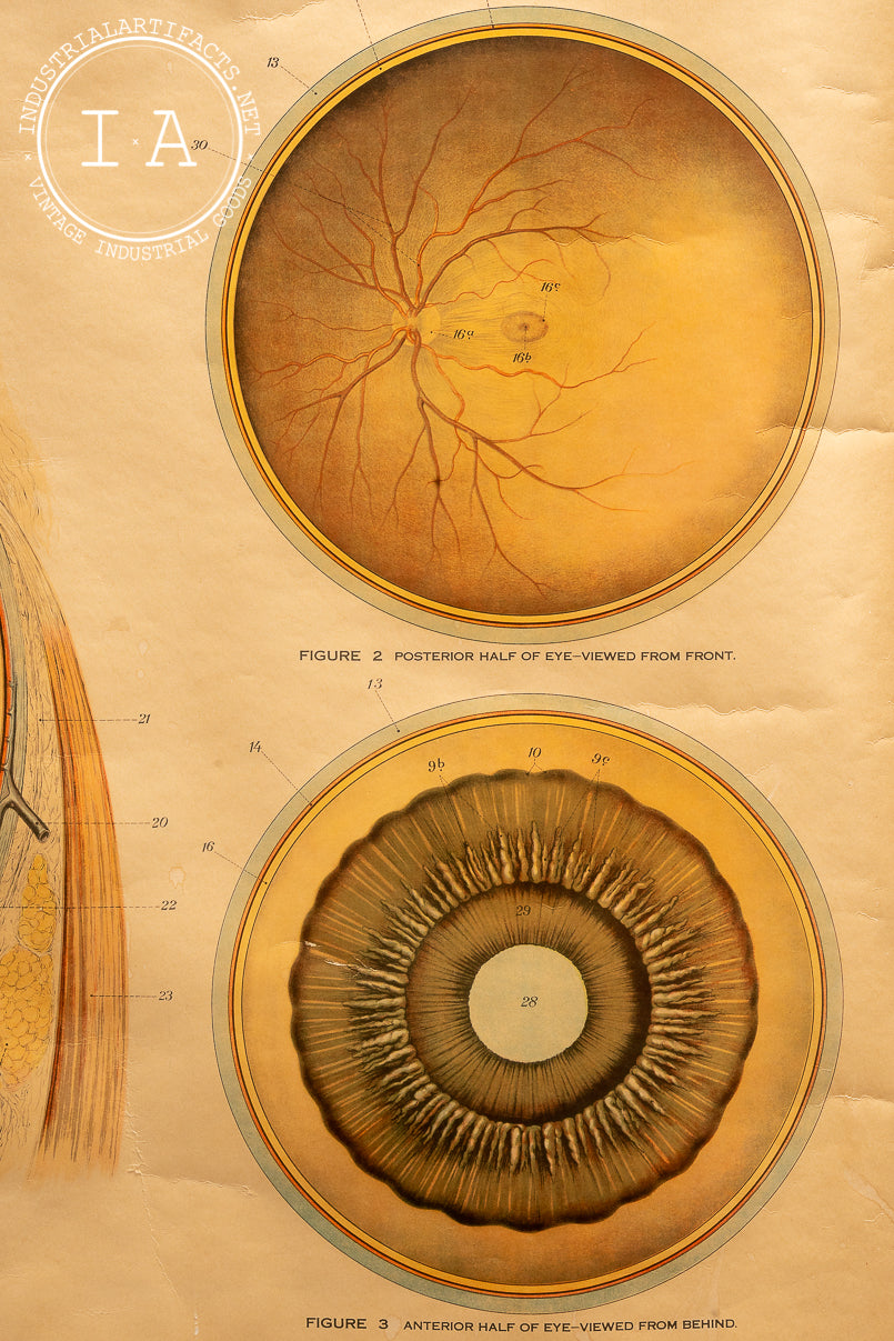 c. 1918 American Frohse Anatomical Charts