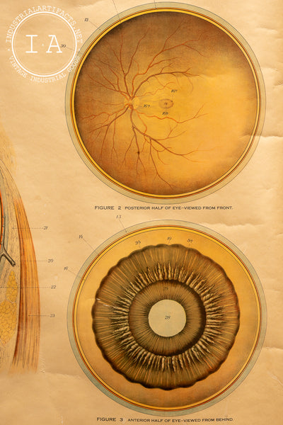 c. 1918 American Frohse Anatomical Chart