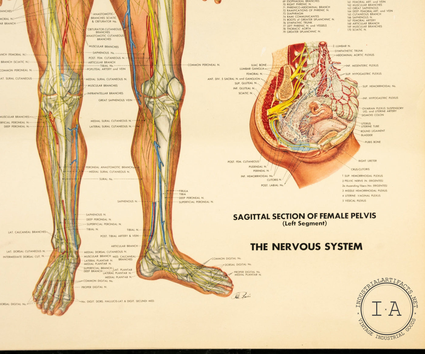 1949 Peter Bachin Male Anatomy Nervous System Chart