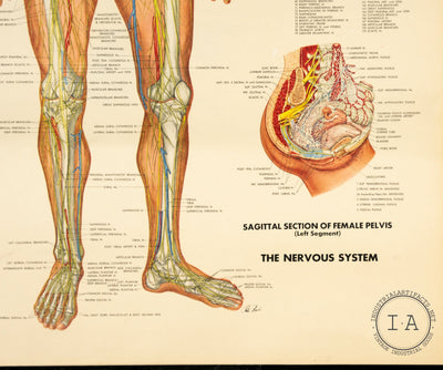 1949 Peter Bachin Male Anatomy Nervous System Chart