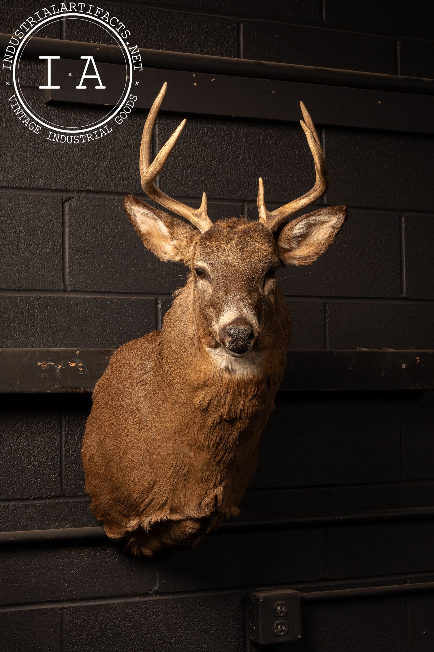 Vintage Six-Point Whitetail Buck Taxidermy Mount