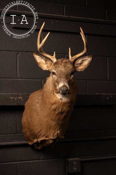 Vintage Six-Point Whitetail Buck Taxidermy Mount