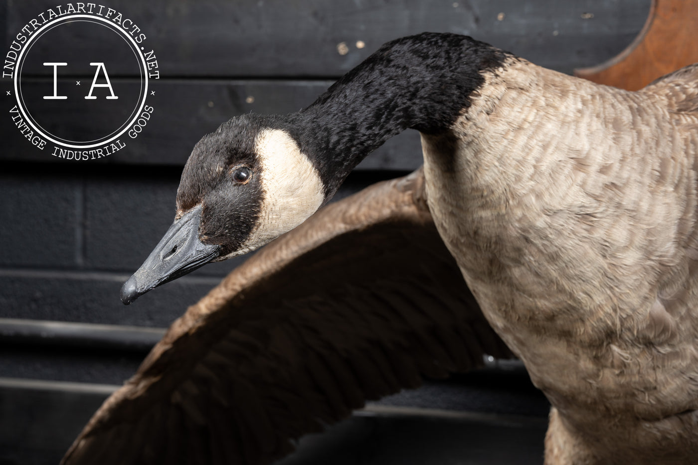 Canada Goose Taxidermy Full-Body Mount