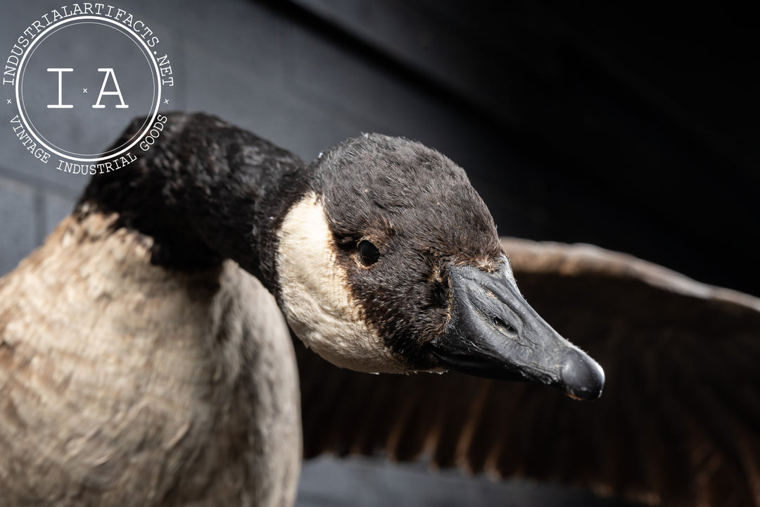 Canada Goose Taxidermy Full-Body Mount – Industrial Artifacts