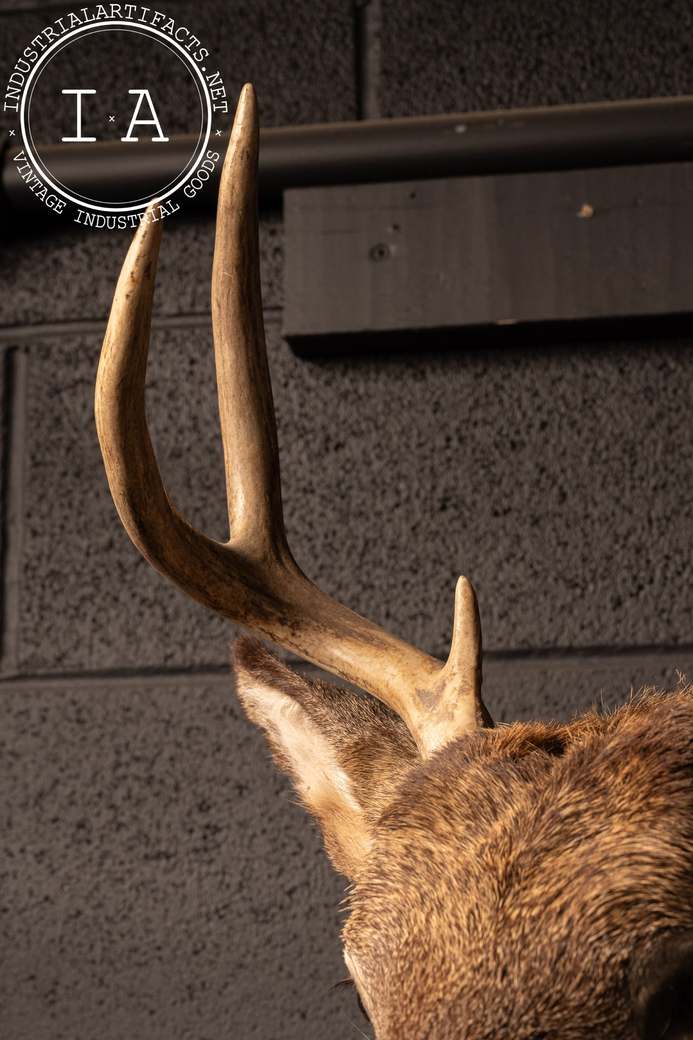 Vintage Six-Point Whitetail Buck Taxidermy Mount