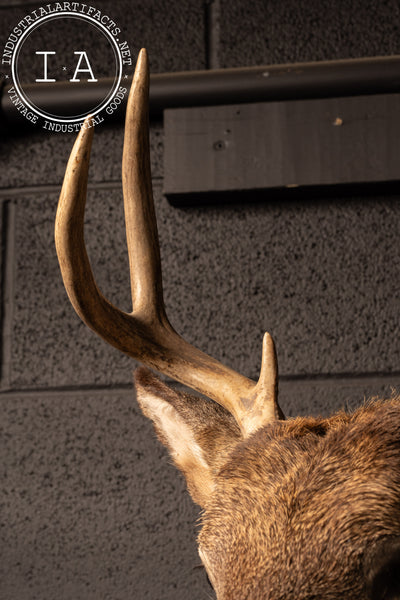 Vintage Six-Point Whitetail Buck Taxidermy Mount