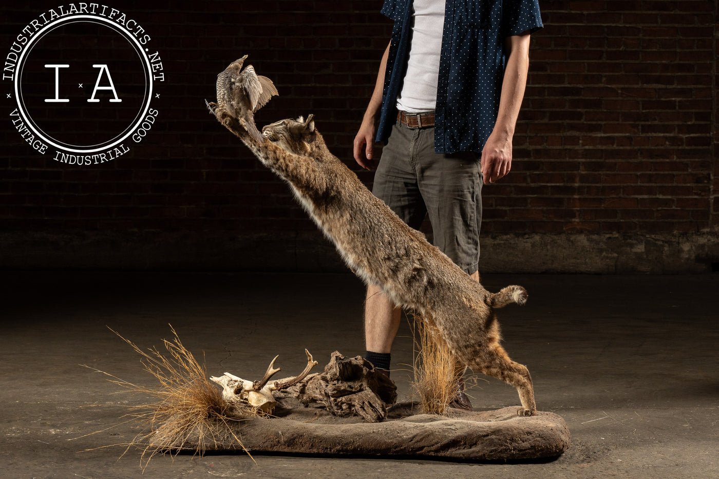Vintage Taxidermy Bobcat with Quail Mount