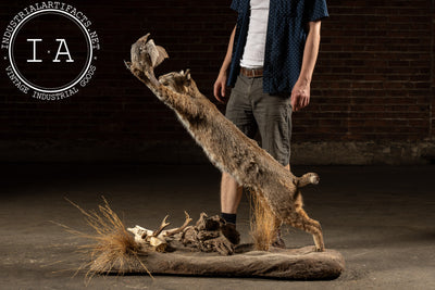 Vintage Taxidermy Bobcat with Quail Mount