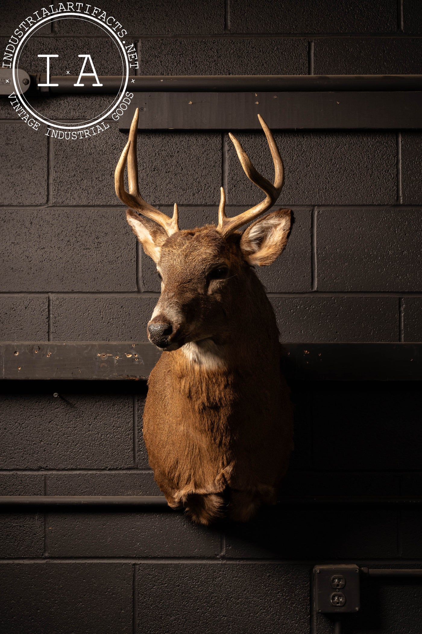 Vintage Six-Point Whitetail Buck Taxidermy Mount