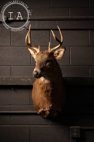 Vintage Six-Point Whitetail Buck Taxidermy Mount