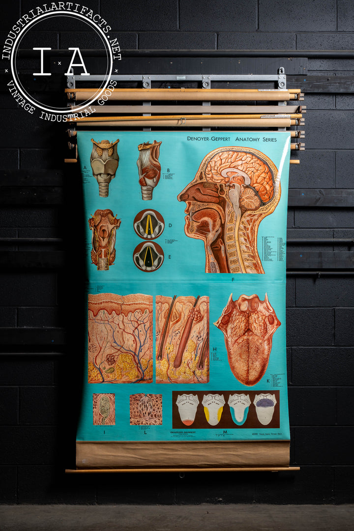 Vintage Chart Rack with Four Denoyer-Geppert Anatomy Charts
