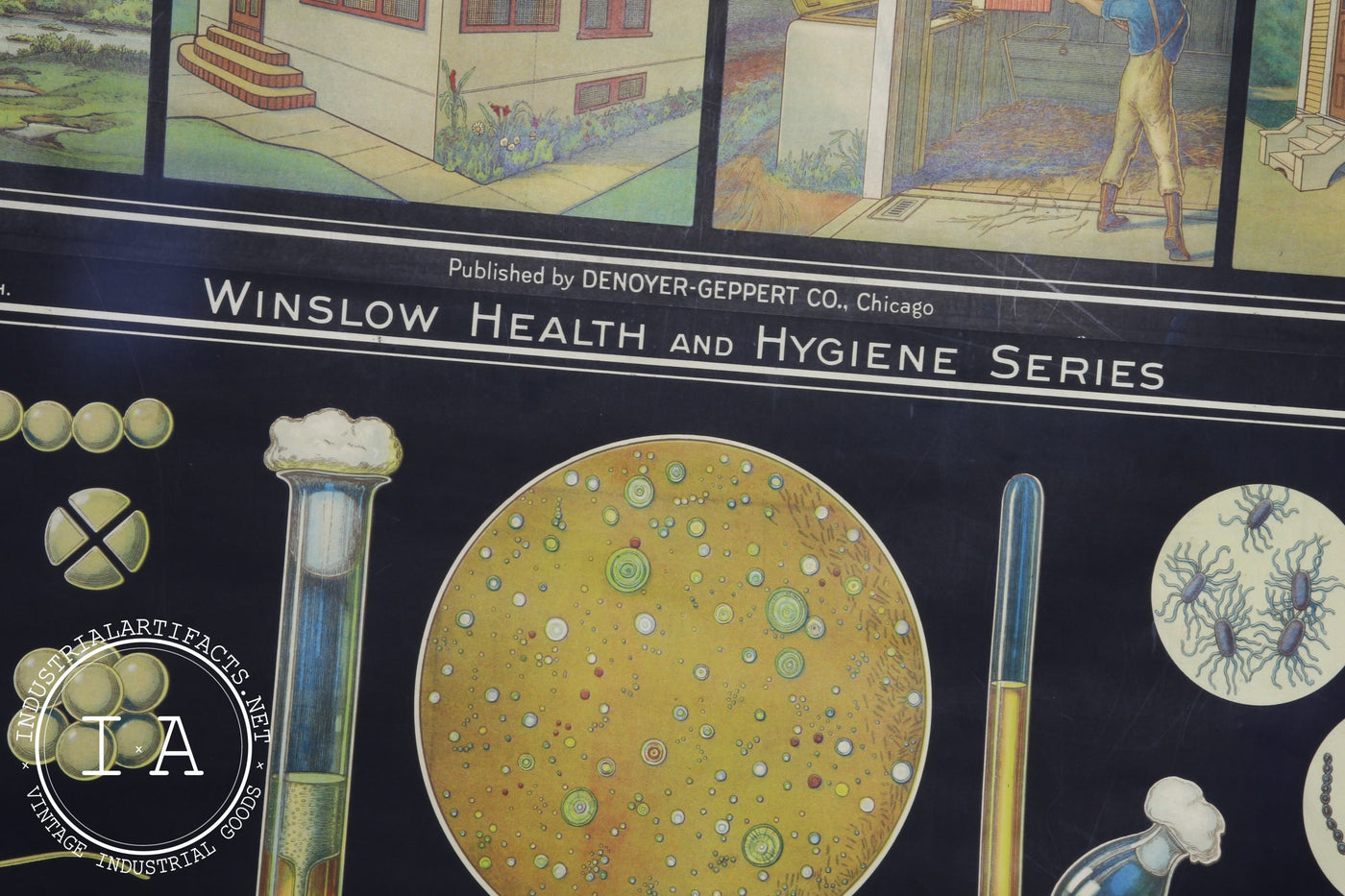 Early 1900s Biological Diagram Pulldown Screen