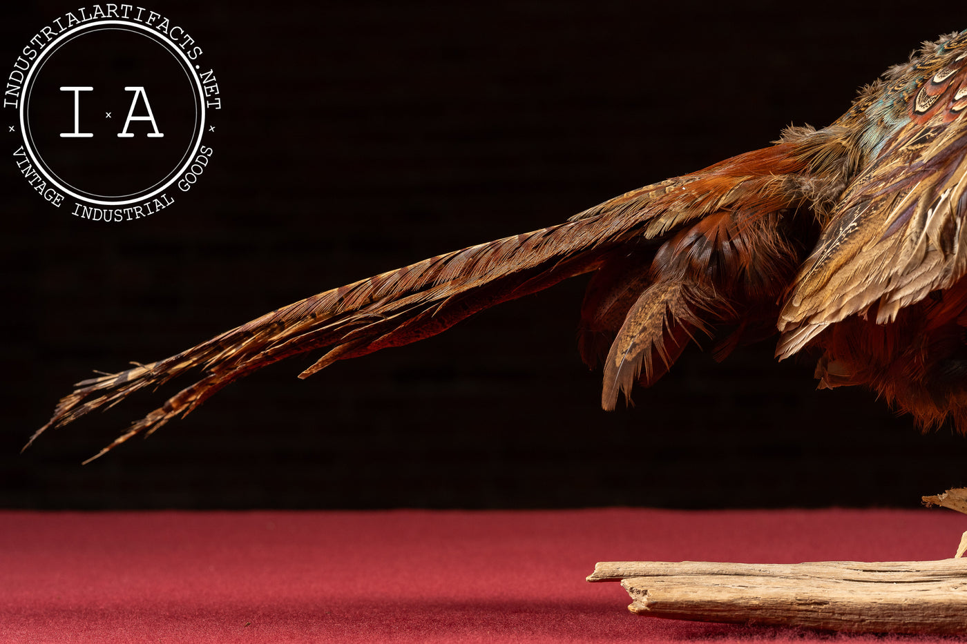 Vintage Ring-Necked Pheasant Taxidermy Mount