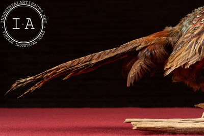 Vintage Ring-Necked Pheasant Taxidermy Mount